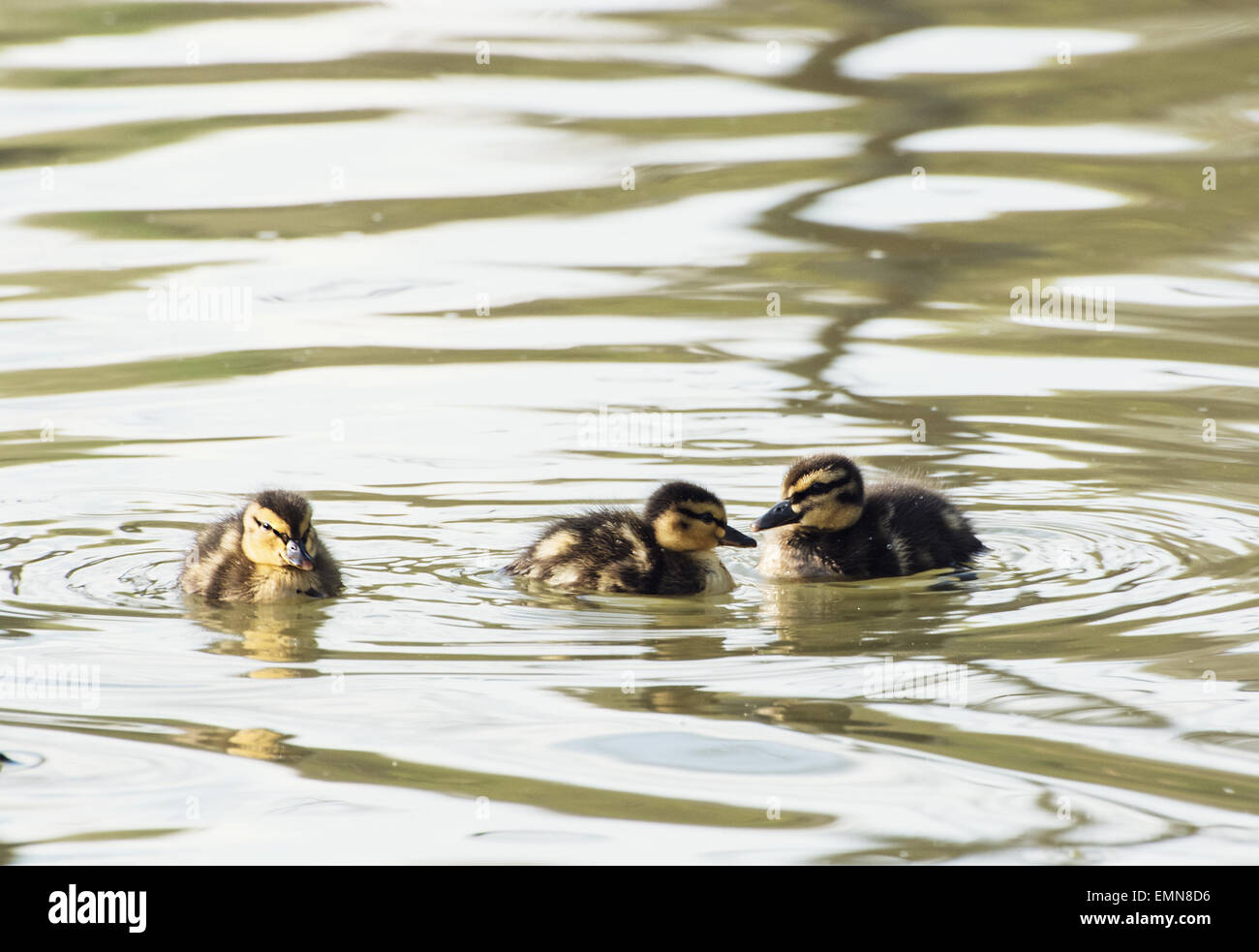 Trois petits canetons dans l'étang. Fond naturel. Banque D'Images