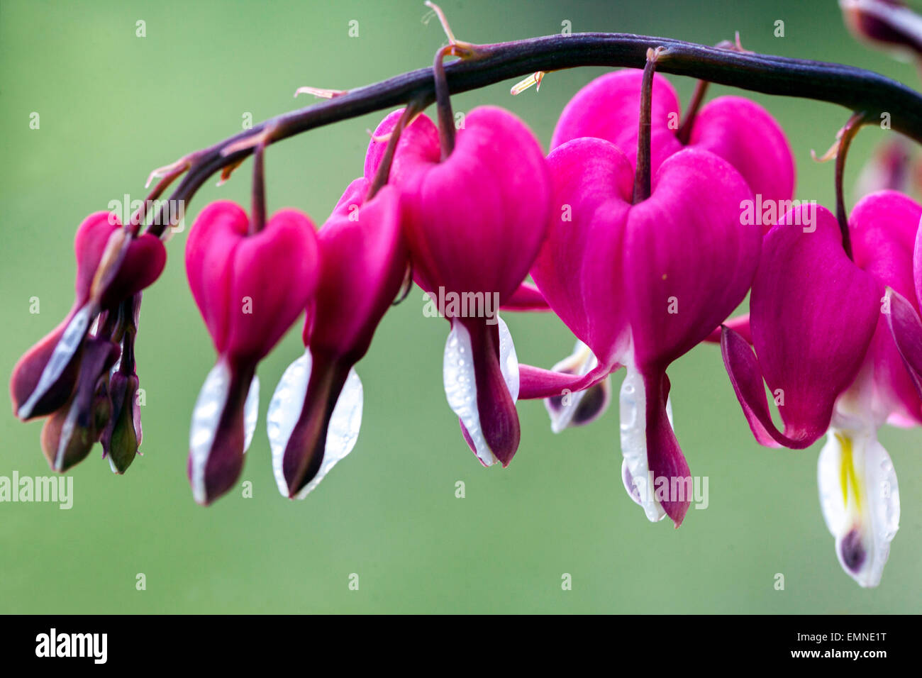 Lamprocapnos spectabilis Dicentra spectabilis gros plan saignant les coeurs Banque D'Images