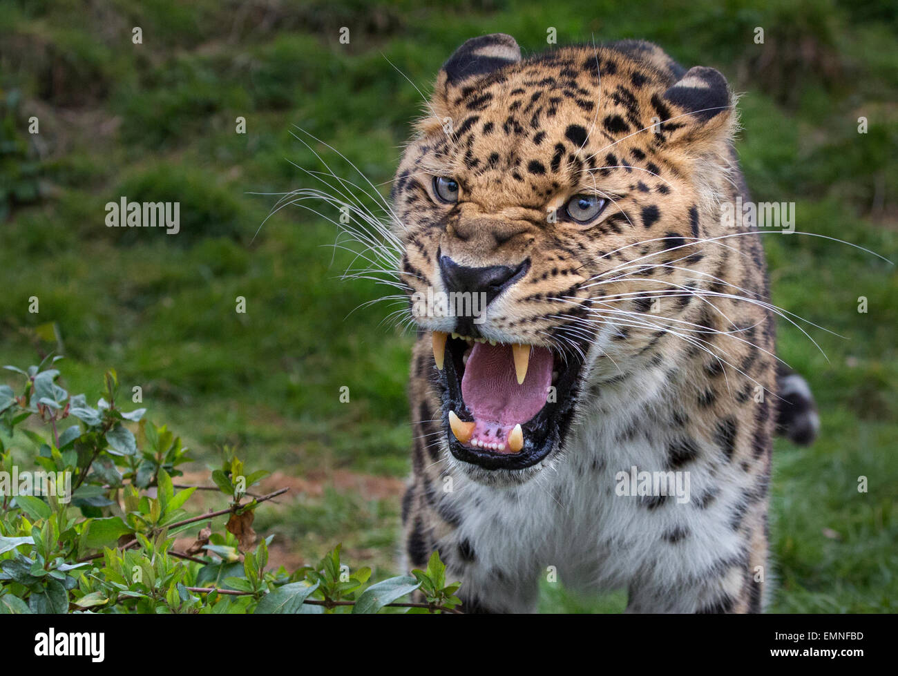 Grognement Panthère Banque D'Images