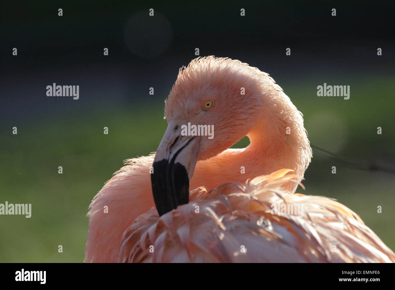 Close up d'un flamant rose Banque D'Images