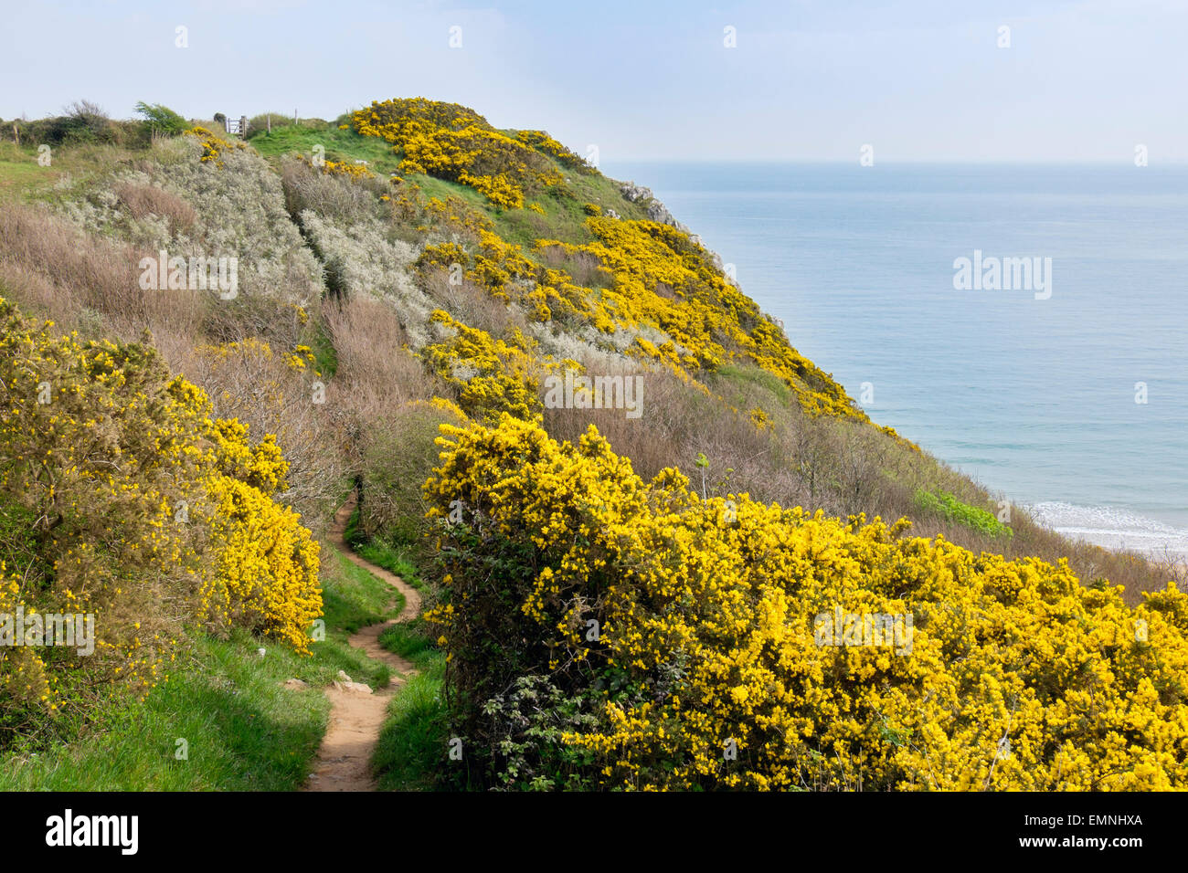 Sentier de la côte à travers la floraison des buissons d'Ajoncs sur clifftop sur la péninsule de Gower. Nicholaston Swansea West Glamorgan South Wales UK Banque D'Images