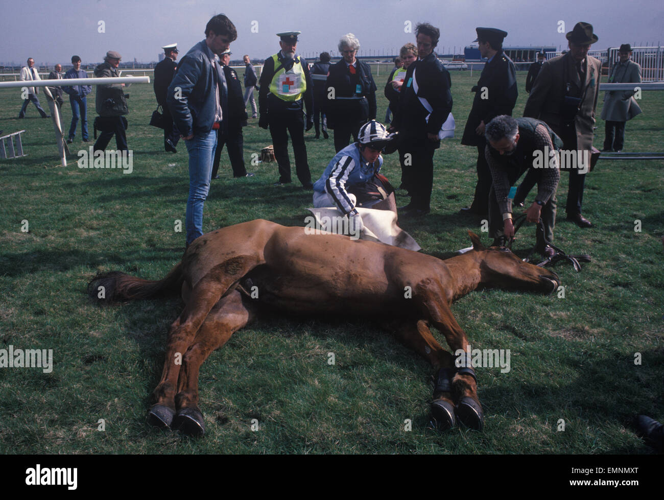 Cheval de course mort au Grand National course, Aintree. A dû être tiré