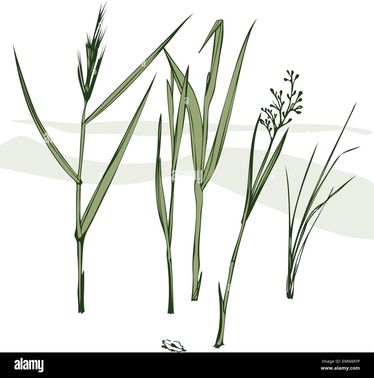 Vector illustration de brins d'herbe isolées. Illustration de Vecteur