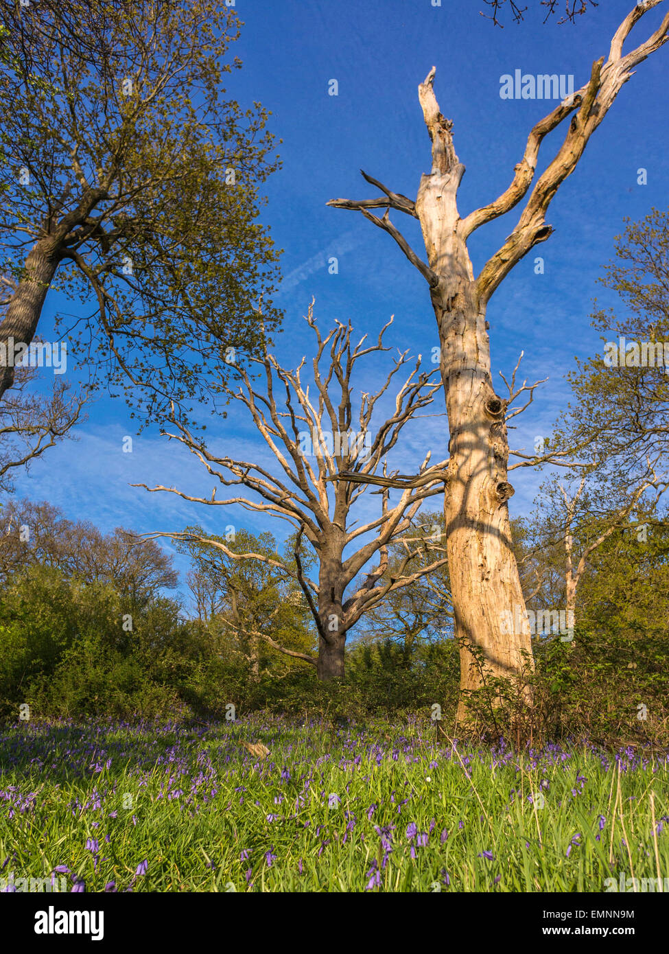 Paysage de campagne Anglais Edwinshall - Printemps Bluebells en bois Banque D'Images