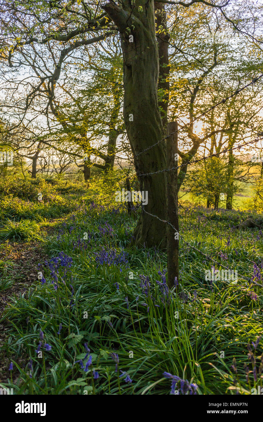 Paysage de campagne Anglais Edwinshall - Printemps Bluebells en bois Banque D'Images