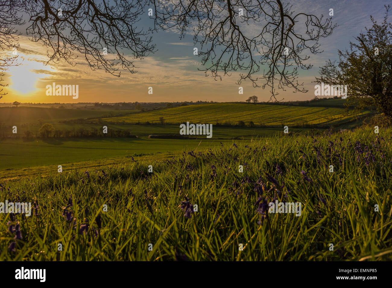 Paysage du comté anglais du printemps - coucher du soleil à Edwinshall Bois Banque D'Images