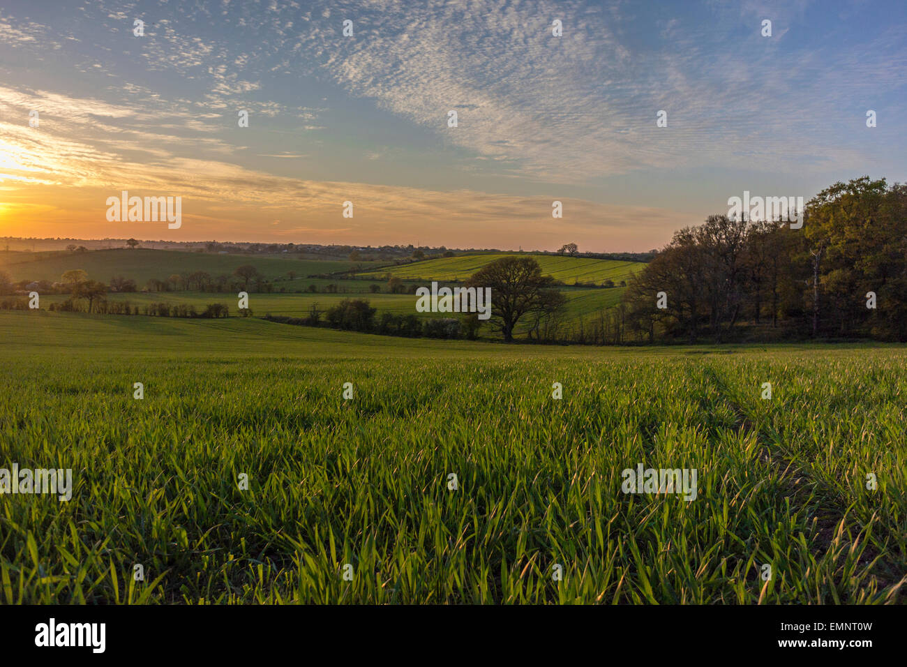 Paysage du comté anglais du printemps - coucher du soleil à Edwinshall Bois Banque D'Images