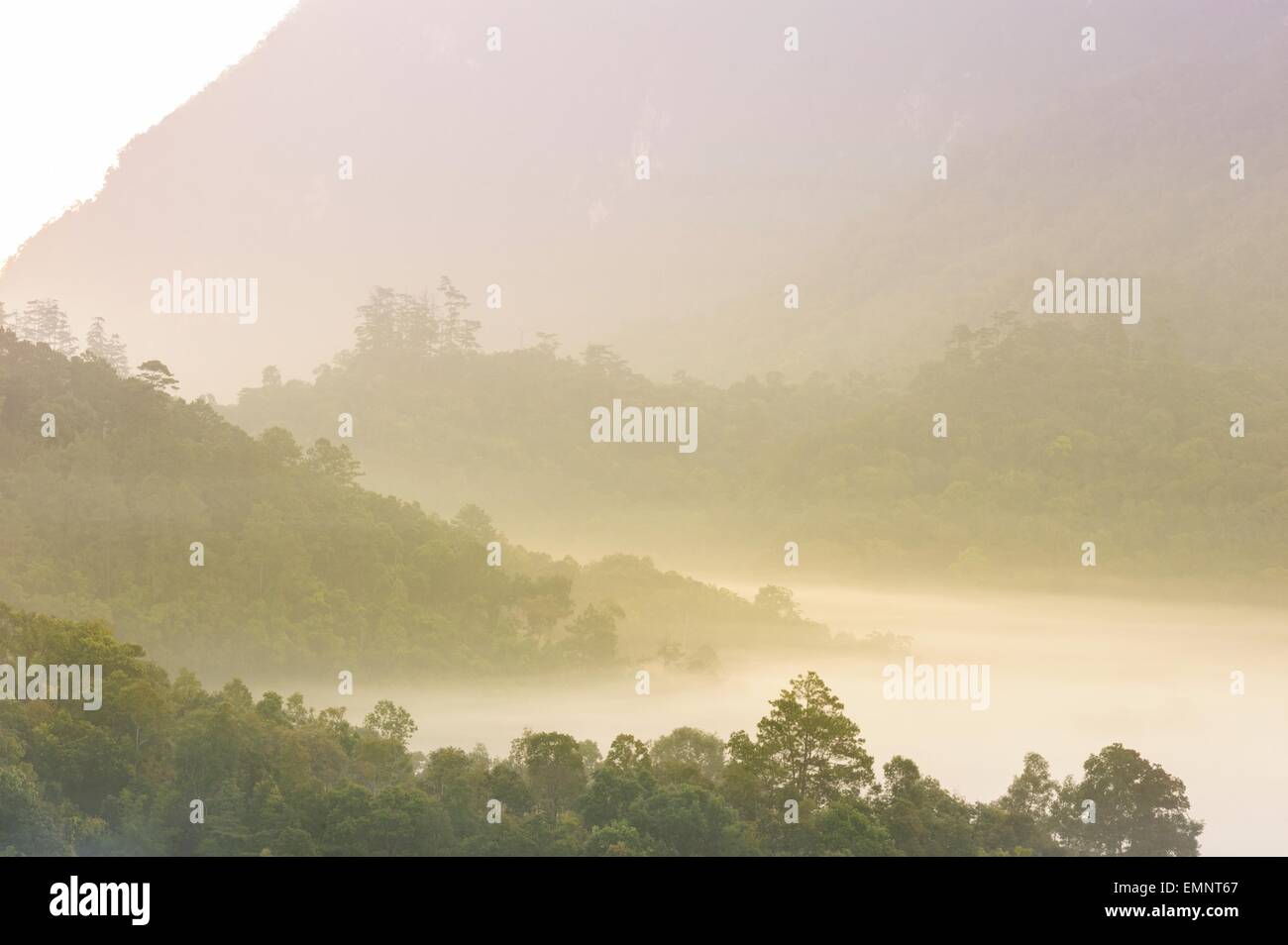 Beau lever de soleil dans une forêt brumeuse, la Thaïlande. Banque D'Images