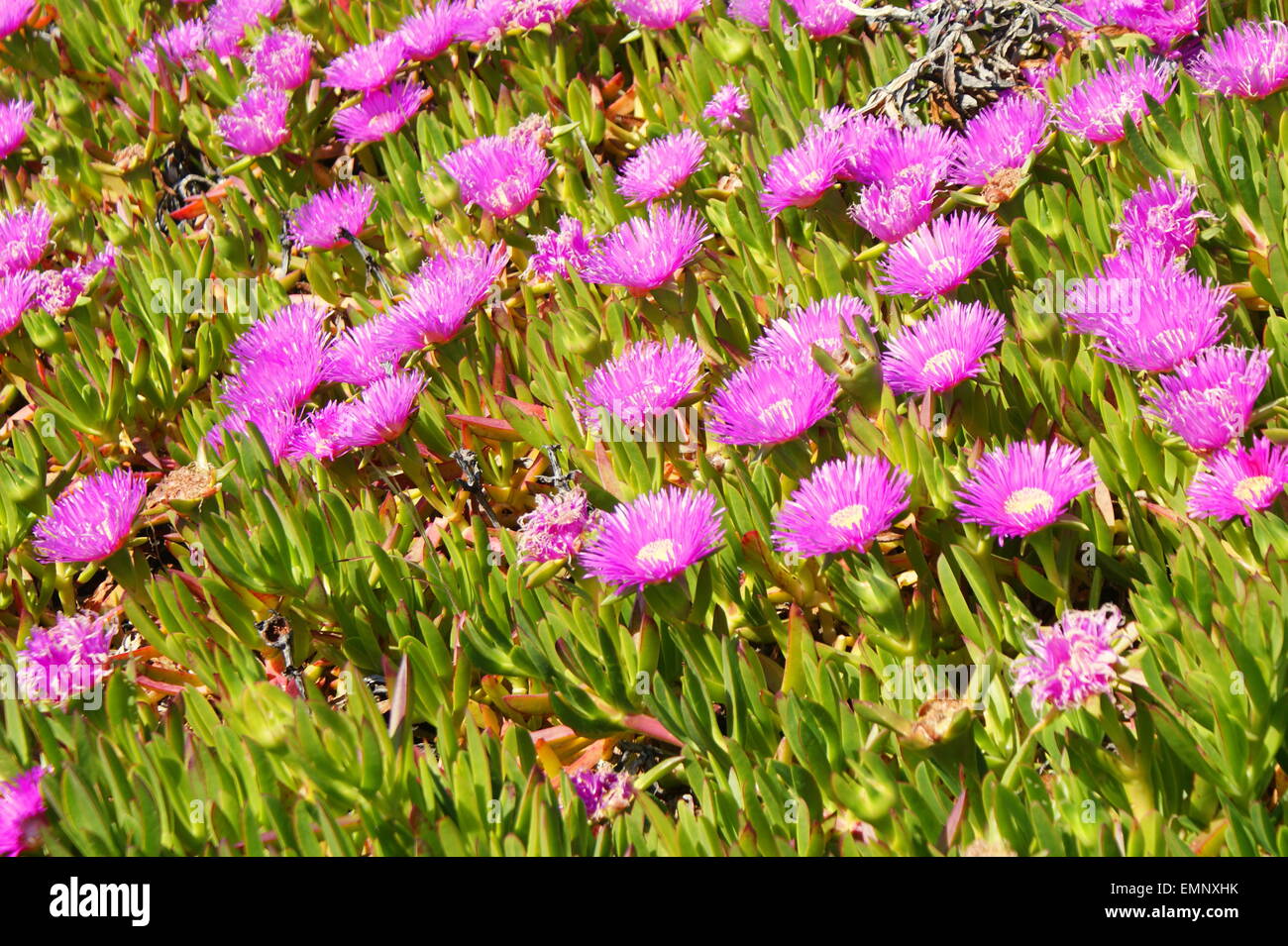 FLEURS DE LA RIVE Banque D'Images
