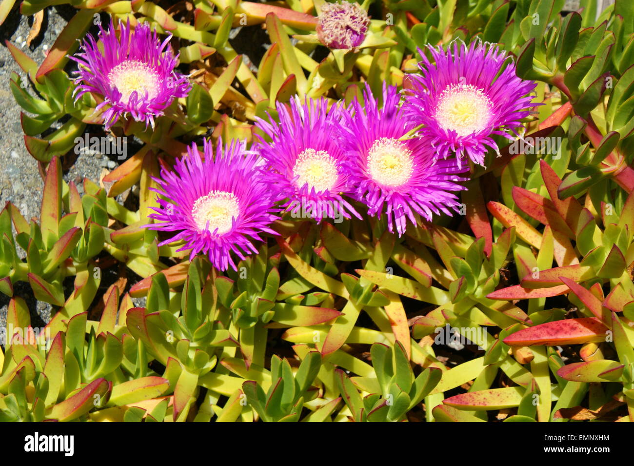 FLEURS DE LA RIVE Banque D'Images