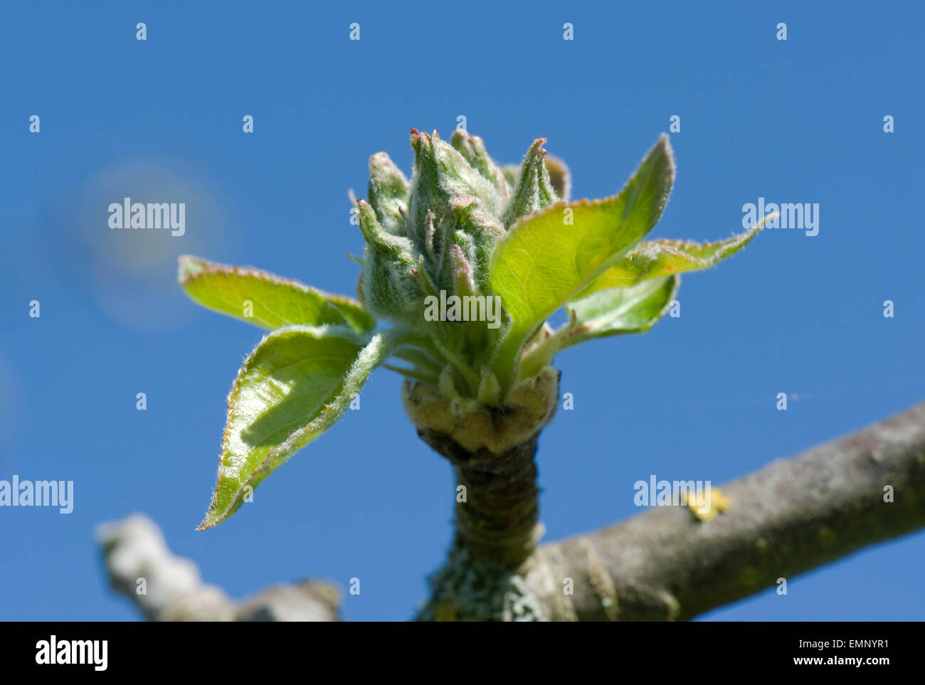 Green Apple les bourgeons de fleurs et de feuilles, vert, l'ouverture du cluster dans soleil du printemps sur l'arbre Banque D'Images