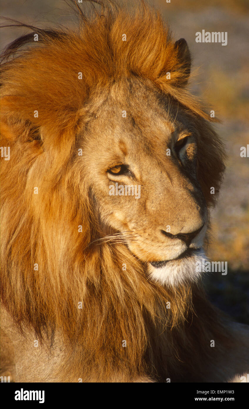 African lion mâle Banque D'Images