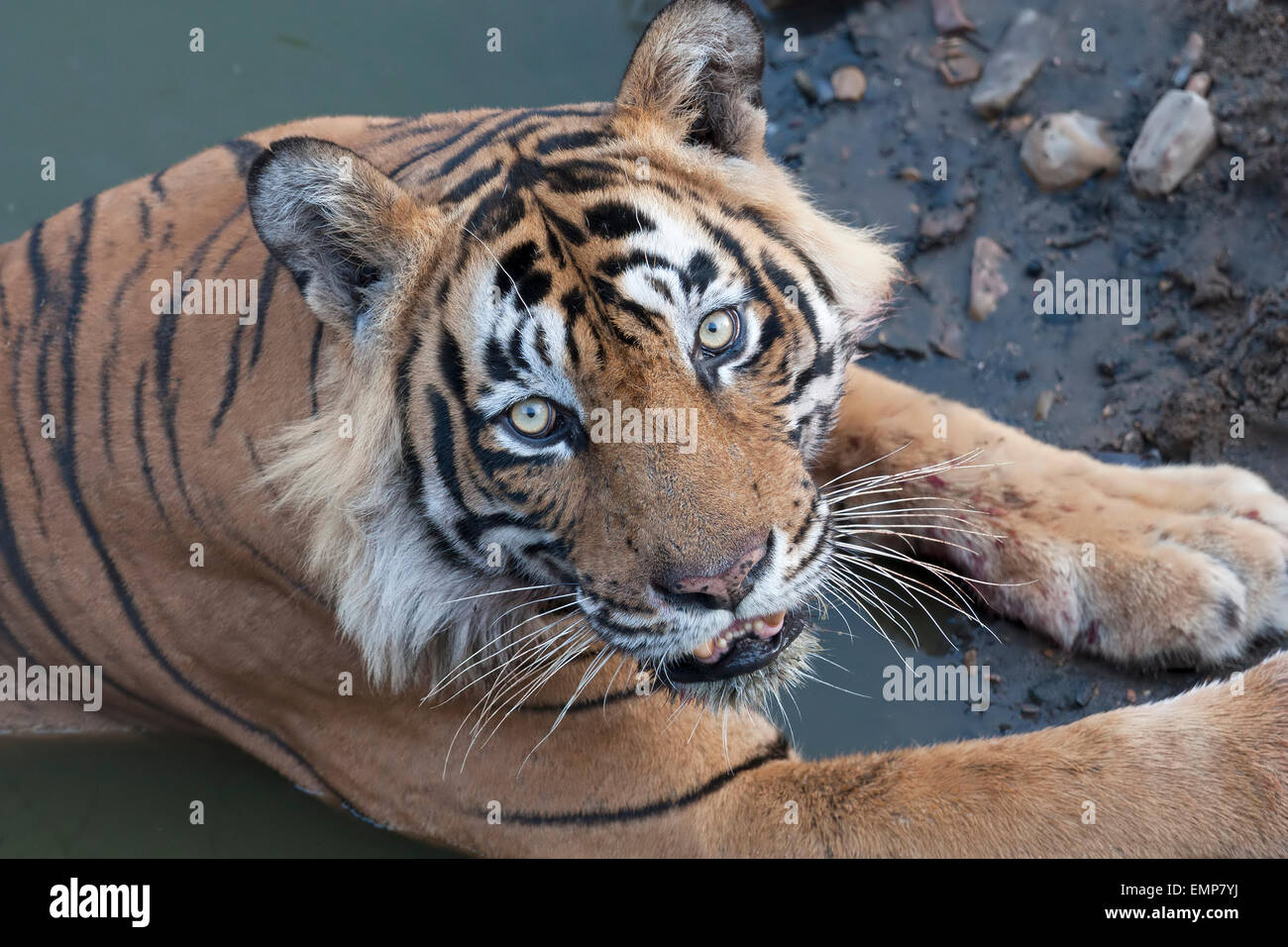 Tigre du Bengale Royal ou Panthera tigris tigris dans de l'eau corps en Rahthambhore Parc national du Rajasthan Inde Banque D'Images