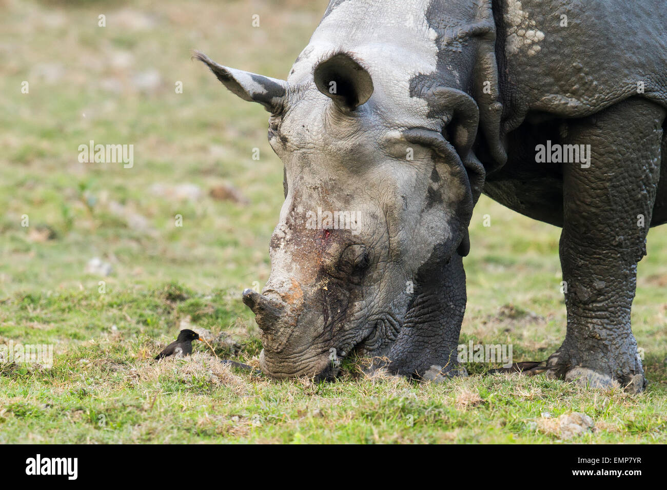 Disparition d'un rhinocéros unicornes ou Rhinoceros unicornis au parc national de Kaziranga, Assam Banque D'Images