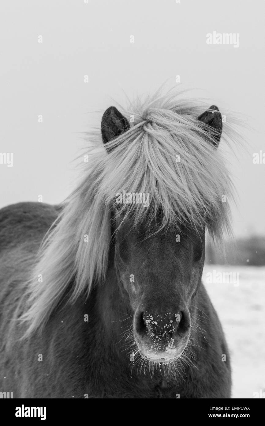 Cheval islandais Banque D'Images