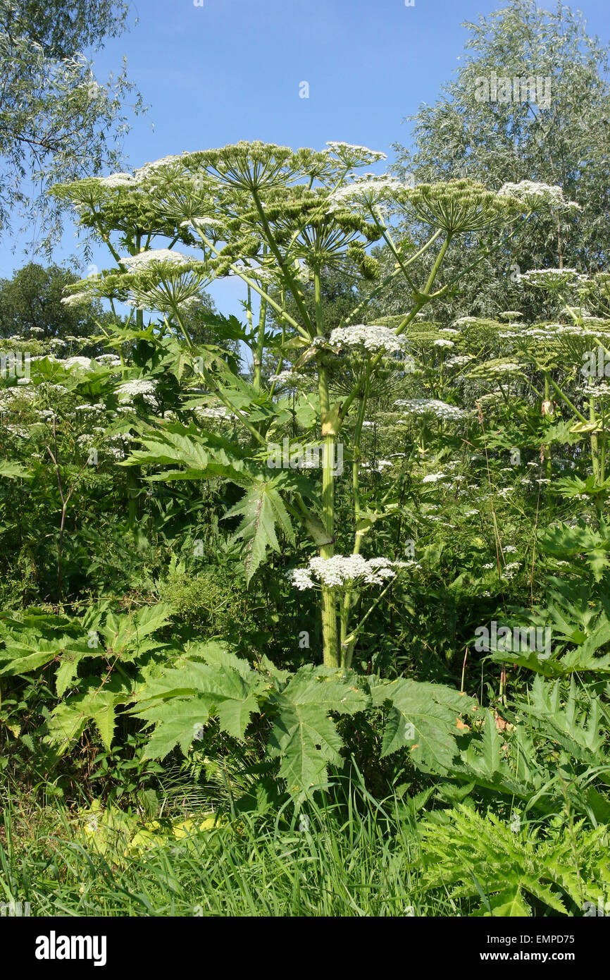 La Berce Du Caucase Heracleum Mantegazzianum Heracleum Giganteum La 