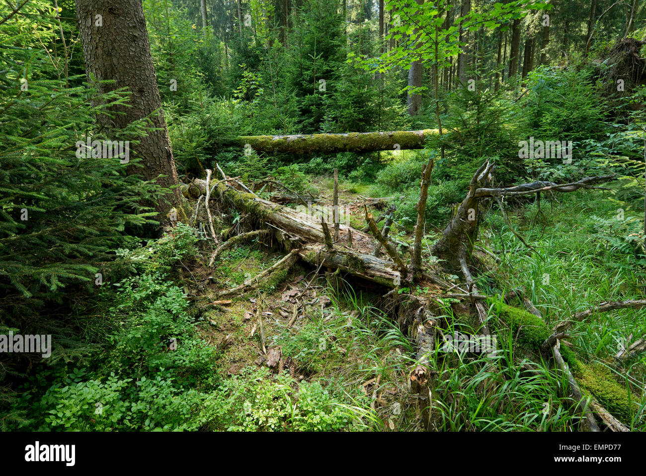 Bois mort dans la forêt d'épinettes primitive, l'épinette de Norvège (Picea abies), Parc National de Harz, Basse-Saxe, Allemagne Banque D'Images