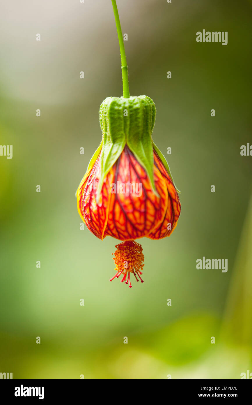 Redvein (Abutilon Abutilon pictum), fleur rouge, Basse-Saxe, Allemagne Banque D'Images Redvein (Abutilon Abutilon pictum), fleur rouge, Basse-Saxe, Allemagne Banque D'Images