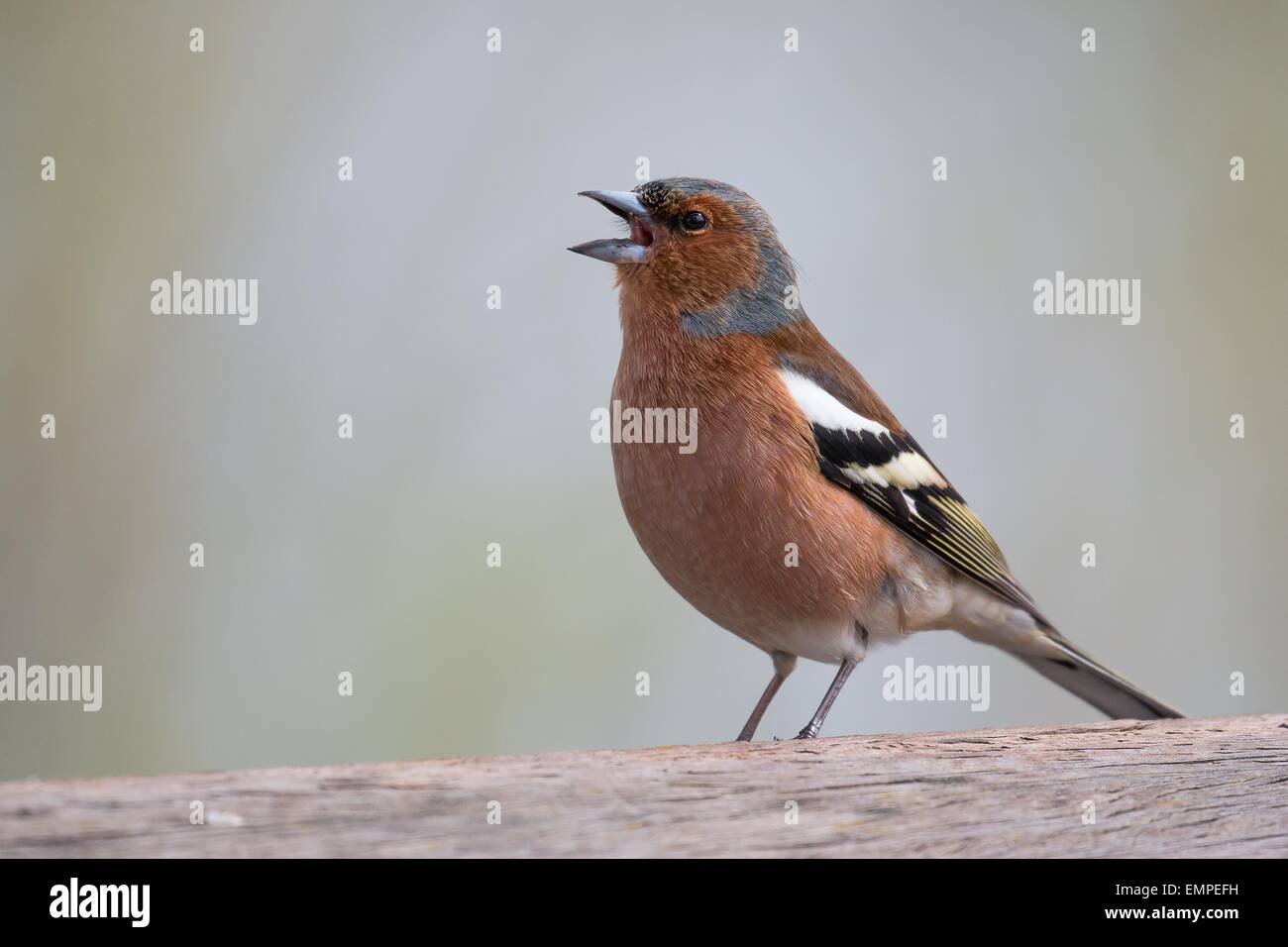 Common Chaffinch (Fringilla coelebs), Hesse, Allemagne Banque D'Images