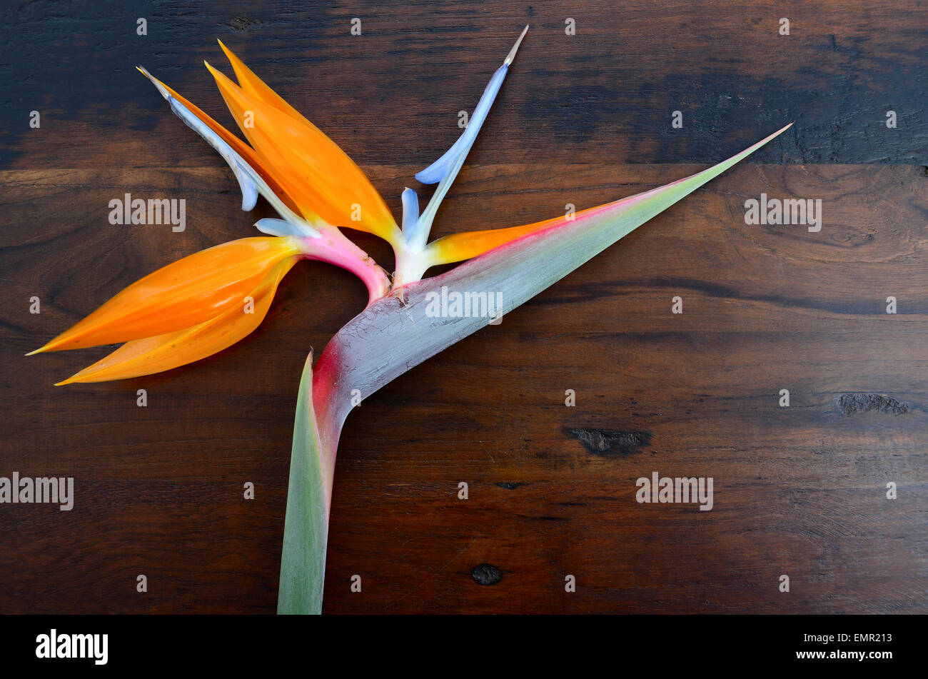 Oiseau du Paradis fleur sur fond rustique en bois sombre. Banque D'Images
