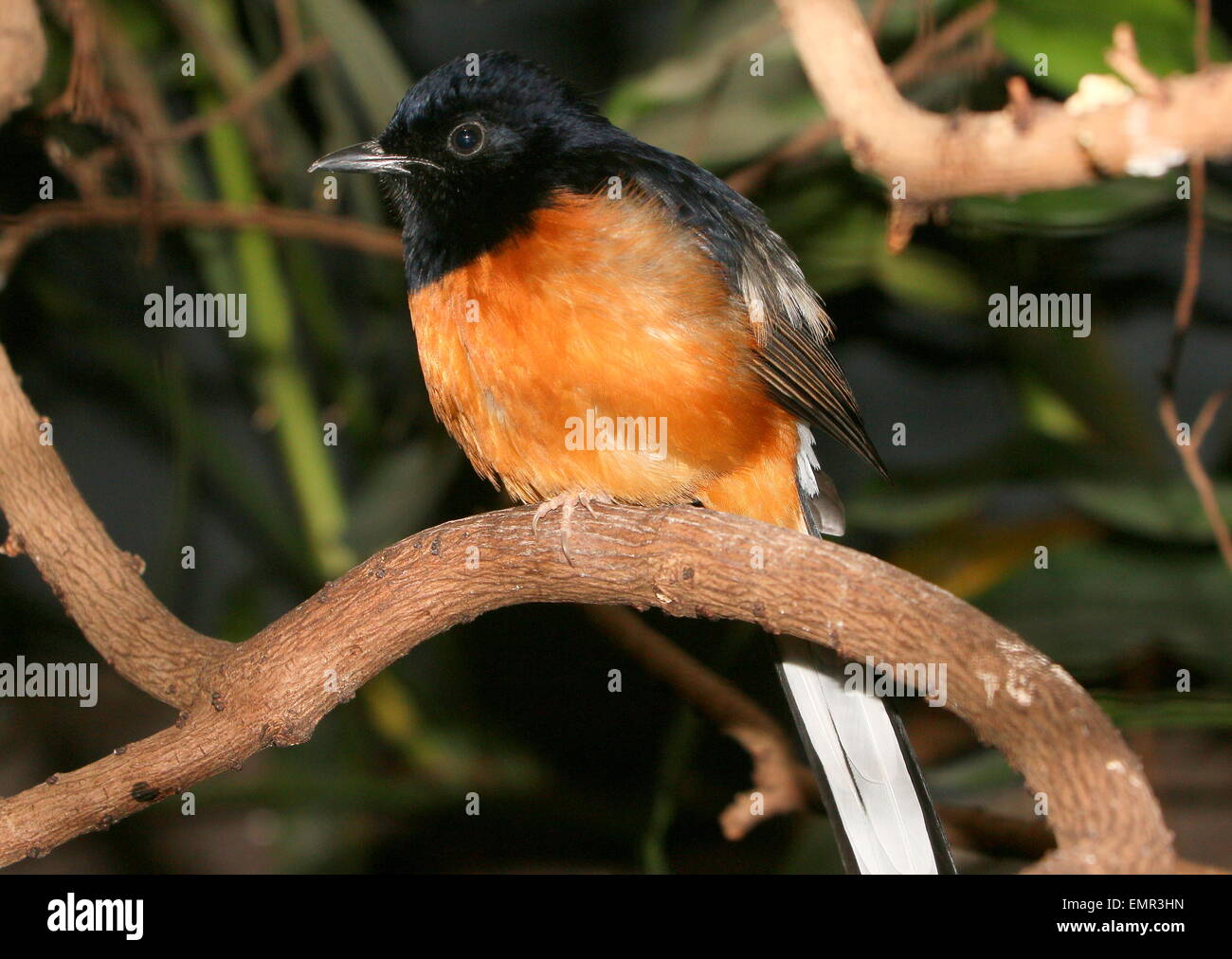 L'Asie du Sud-Est hommes Shama à croupion blanc oiseau (Copsychus malabaricus) Banque D'Images