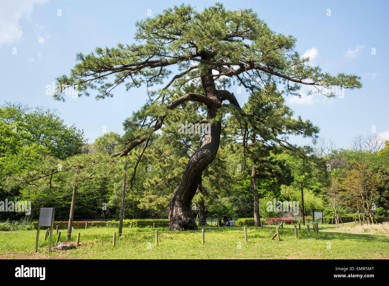 Des troupes impériales de pin,examen Parc Yoyogi, Shibuya, Tokyo, Japon Banque D'Images
