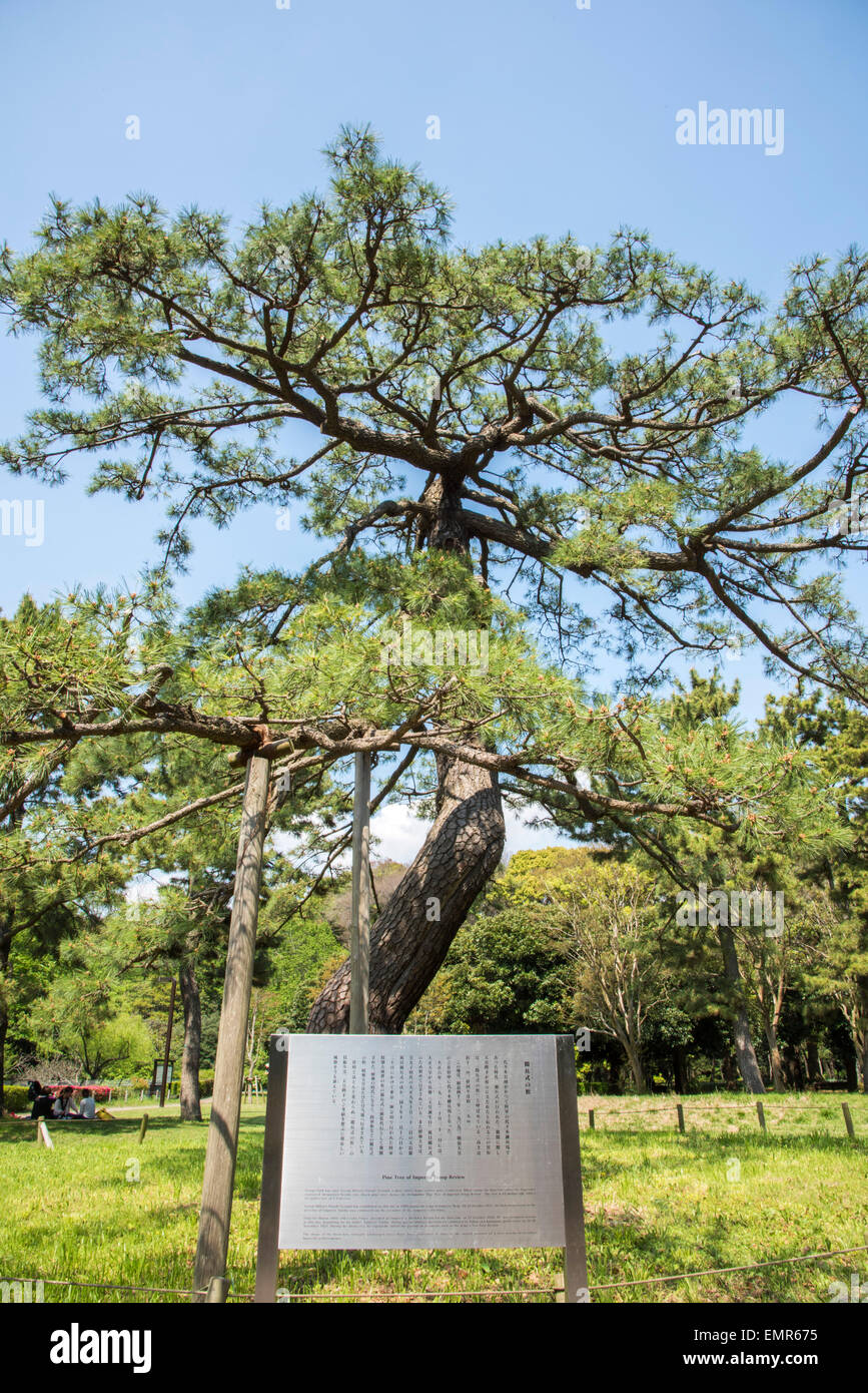 Des troupes impériales de pin,examen Parc Yoyogi, Shibuya, Tokyo, Japon Banque D'Images