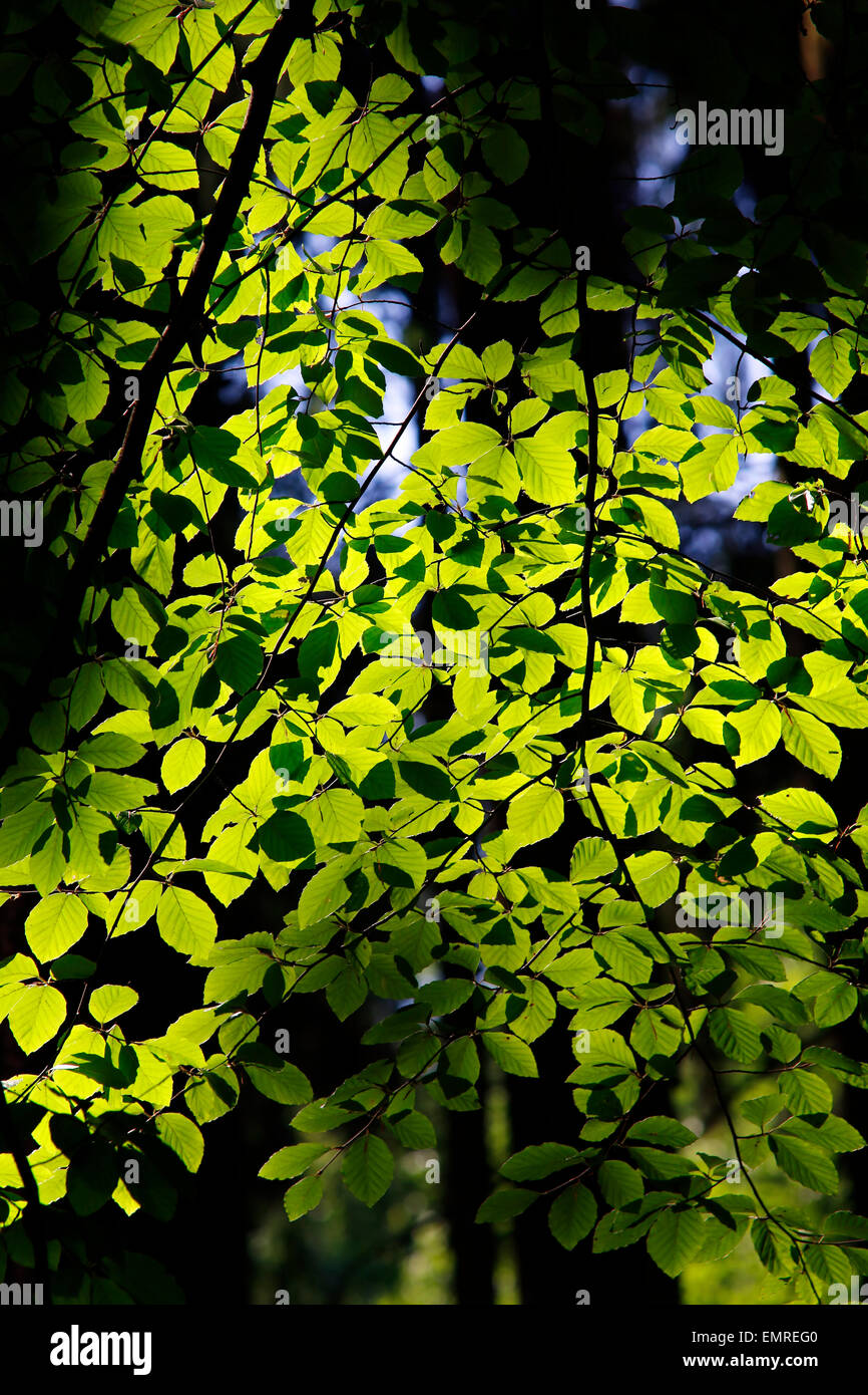 Feuilles vertes sur la lumière arrière Banque D'Images