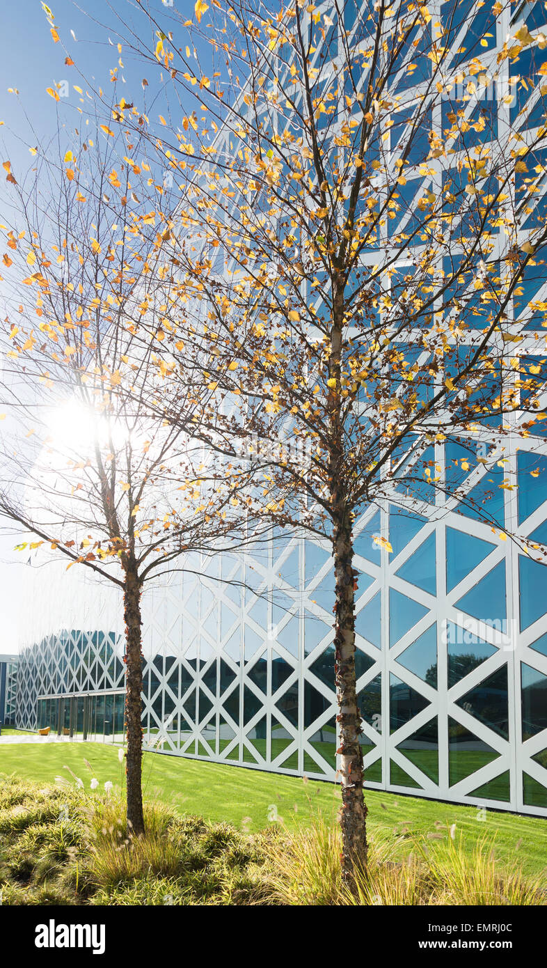 Les bouleaux en couleurs d'automne en face d'un immeuble de bureaux modernes Banque D'Images