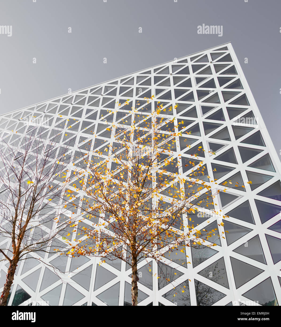 Bouleau en couleurs d'automne en face d'un immeuble de bureaux modernes Banque D'Images