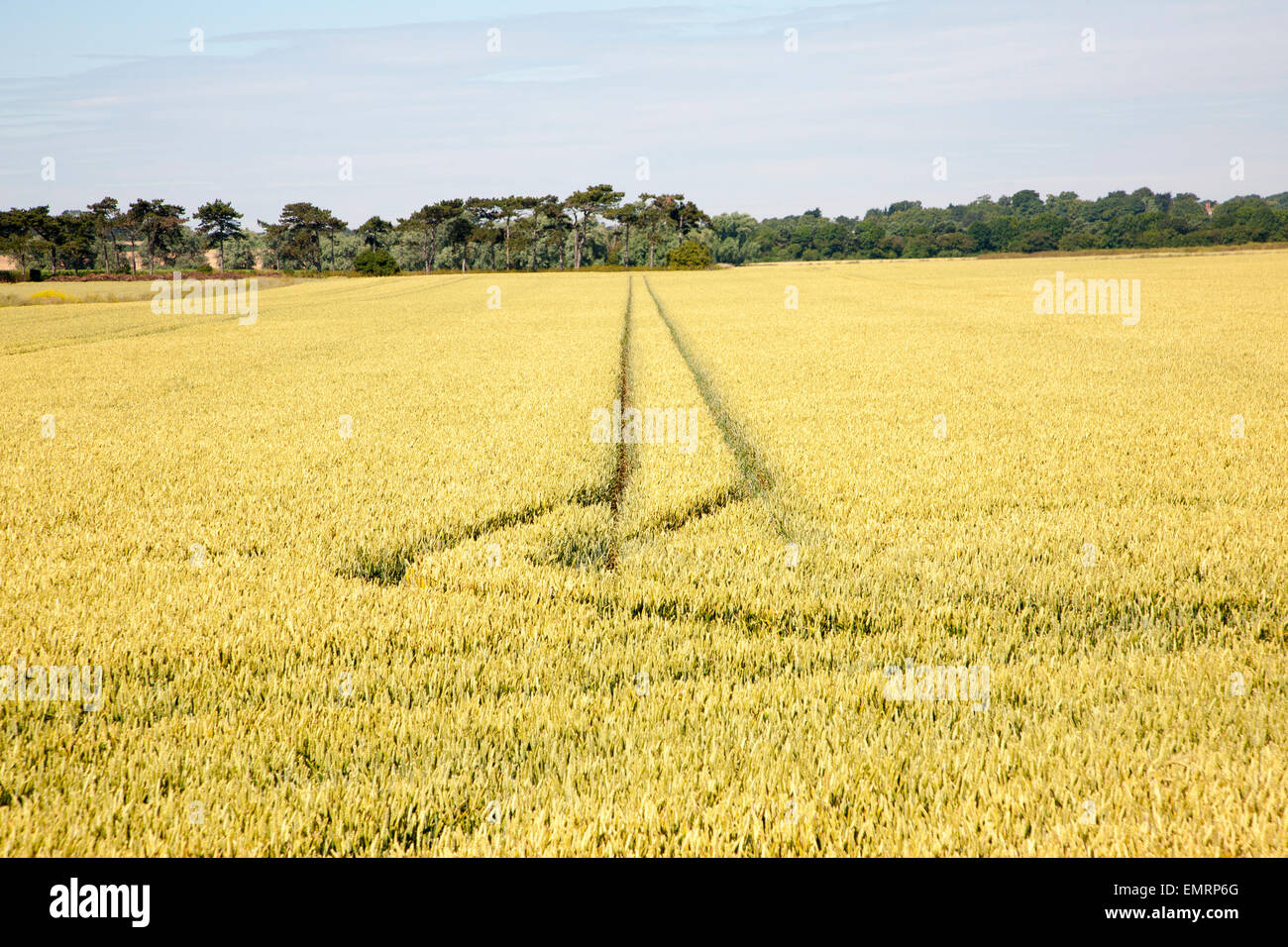 Deux lignes droites créées par des véhicules fonctionnant à travers champ arable avec culture de céréales, de Hollesley, Suffolk, Angleterre, RU Banque D'Images