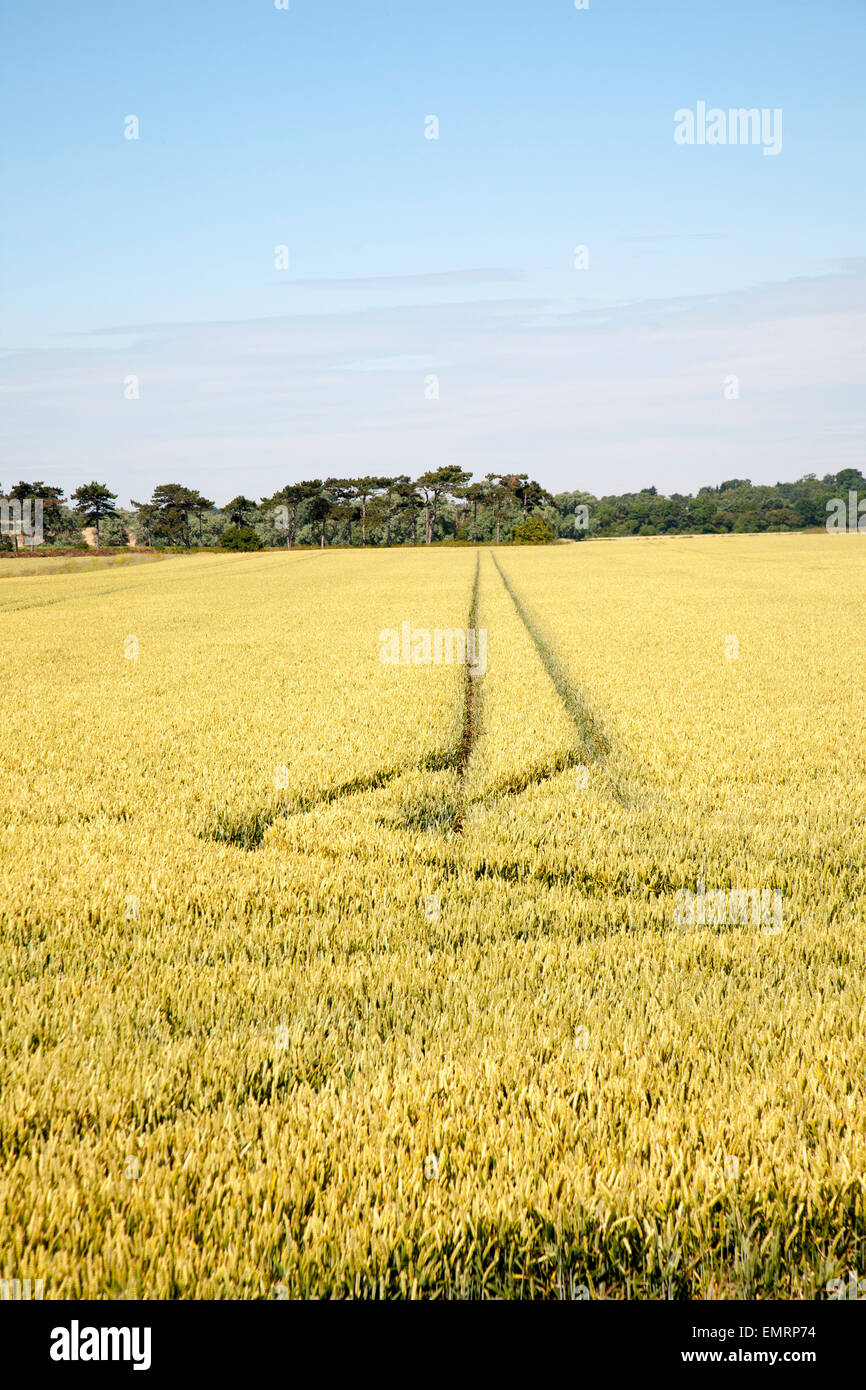 Deux lignes droites créées par des véhicules fonctionnant à travers champ arable avec culture de céréales, de Hollesley, Suffolk, Angleterre Banque D'Images
