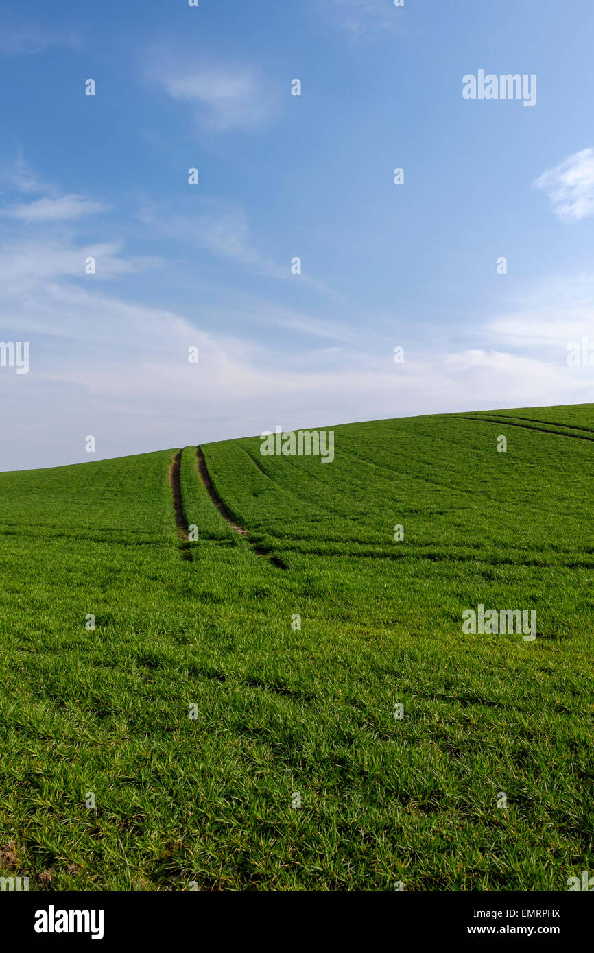 Domaine des nouvelles de plus en plus de blé avec empreinte de tracteur dans le sol et d'un blue cloudy sky, Glasgow, Écosse, Royaume-Uni Banque D'Images