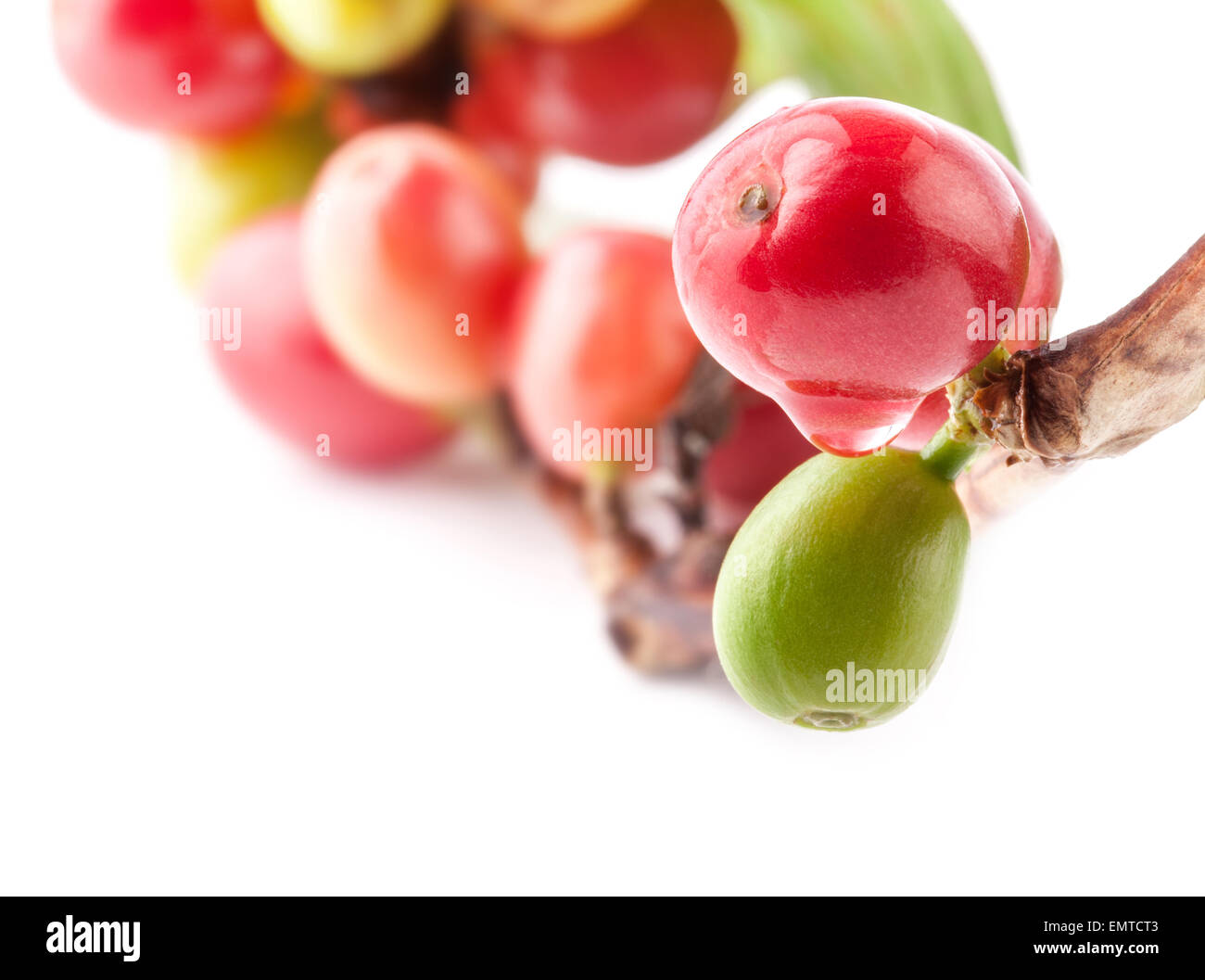 Les grains de café rouge sur une branche du caféier, mûr et petits fruits pas mûrs isolé sur fond blanc Banque D'Images