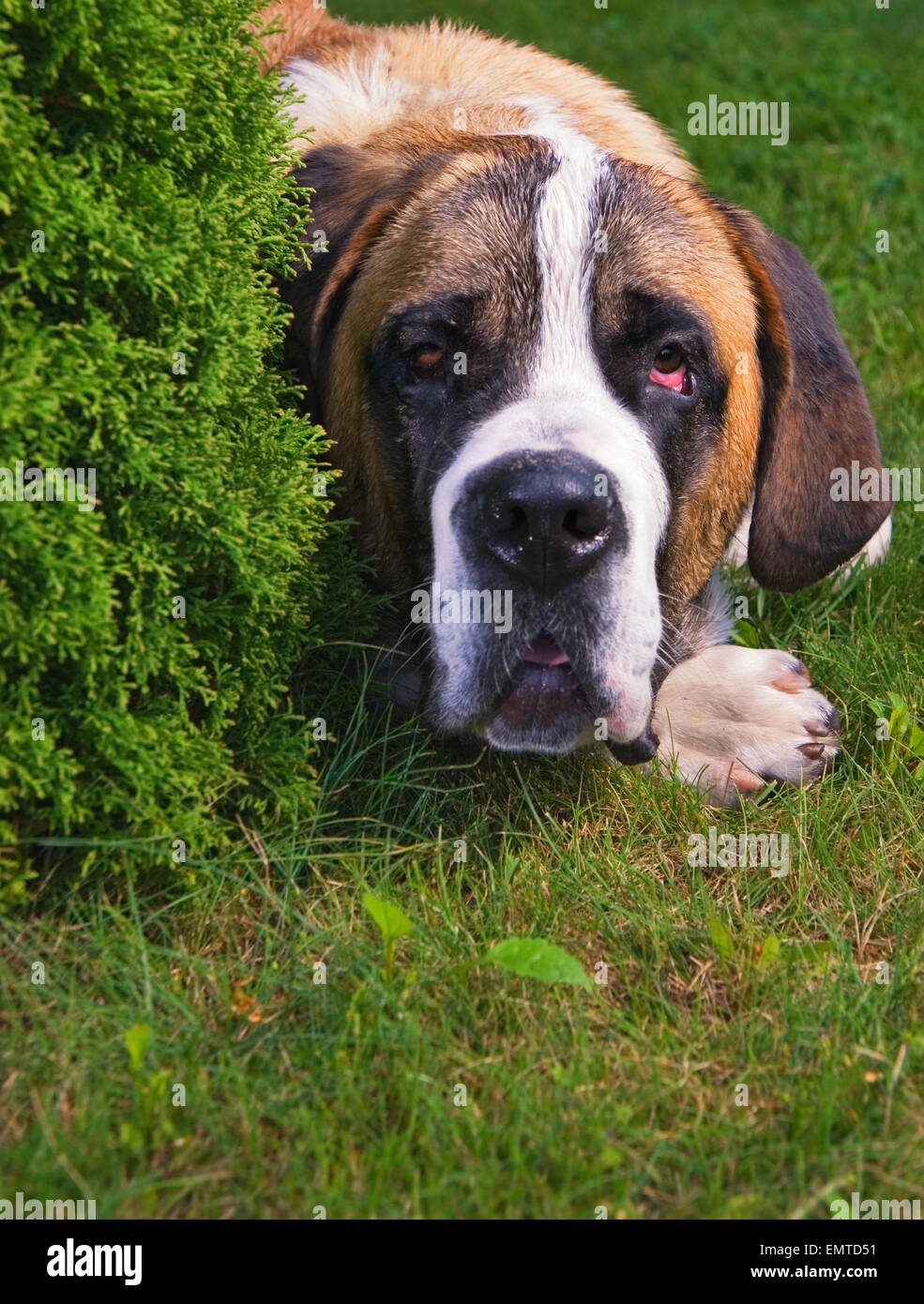 Beau chien Saint Bernard sur une herbe verte Banque D'Images