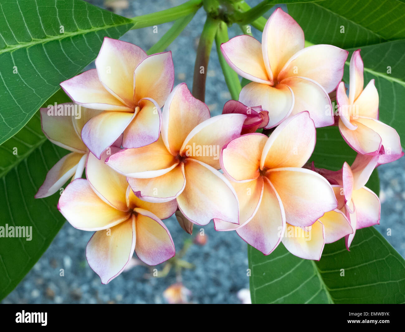 Pink & White Plumeria Banque D'Images