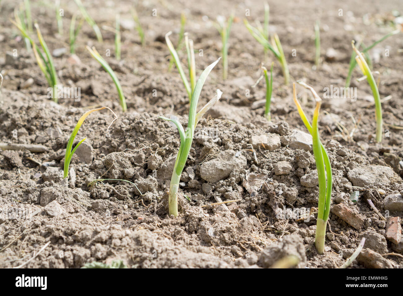 Plantation d'oignons, l'accent sur le premier plan, Vue de côté Banque D'Images