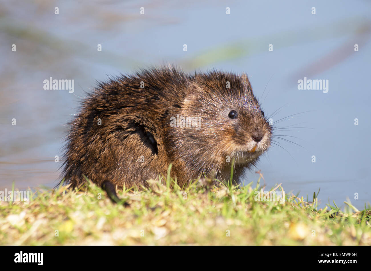 Le Campagnol de l'eau, Arvicola terrestris, Banque D'Images
