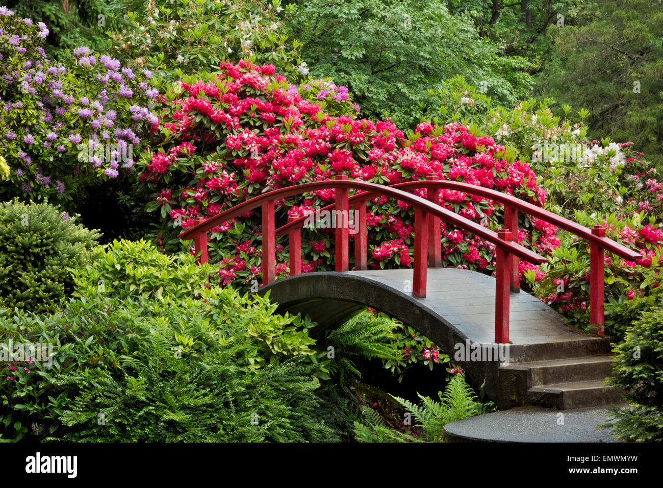 WA10416-00...WASHINGTON - Pont de Lune entouré de rhododendrons colorés à Seattle's Jardin Kubota. Banque D'Images