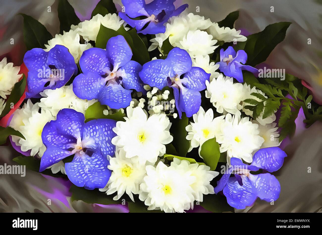 Chrysanthème (Chrysanthemum latine ) - genre de plantes herbacées annuelles ou vivaces, de la famille des Astéracées, orchidées Banque D'Images
