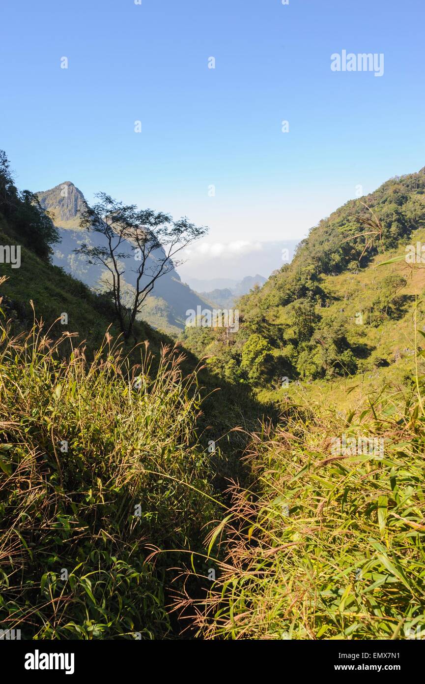 Beaux sentiers de randonnée en forêt tropicale, le nord de la Thaïlande. Banque D'Images Beaux sentiers de randonnée en forêt tropicale, le nord de la Thaïlande. Banque D'Images