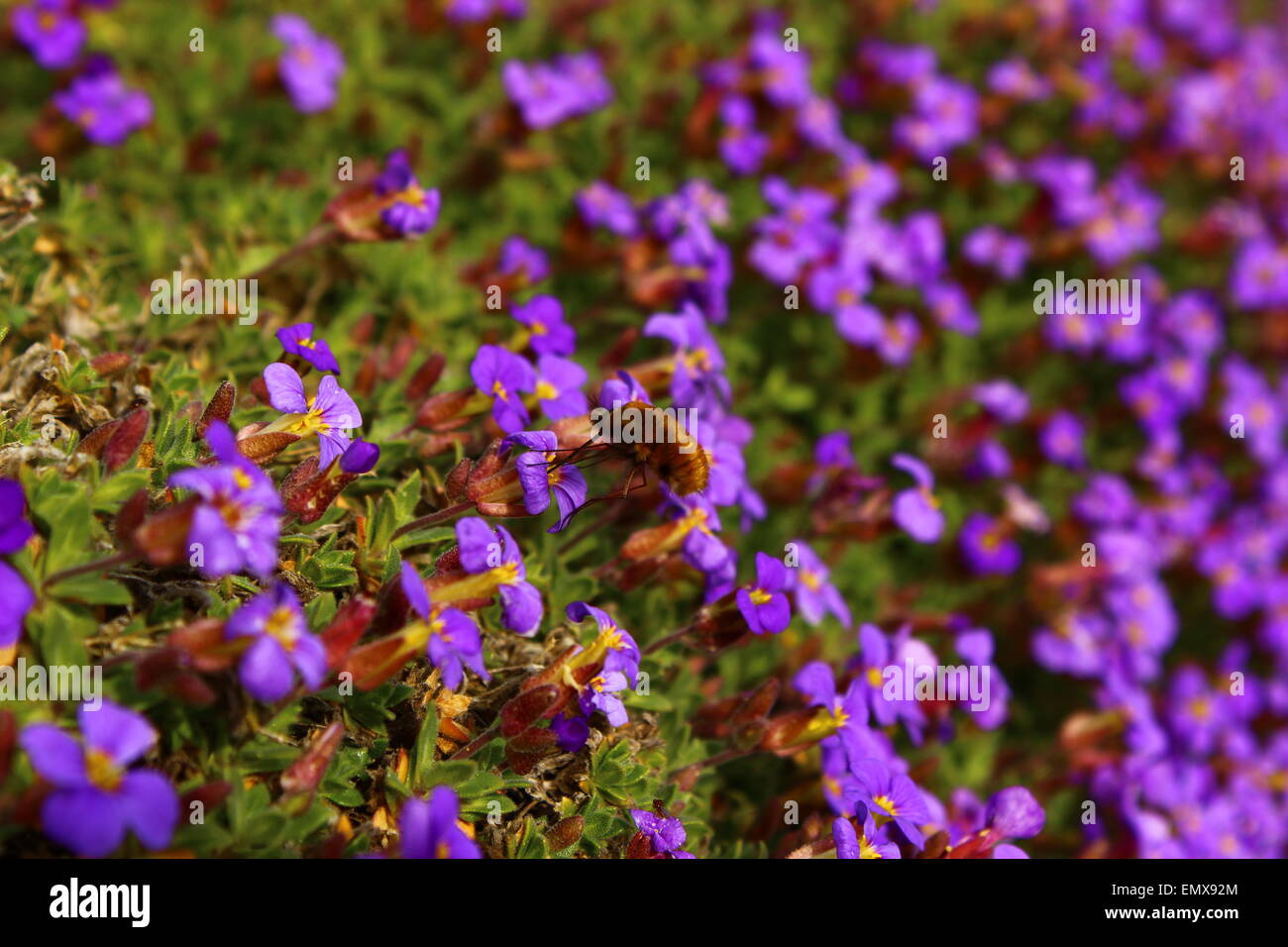 Bee fly se nourrissant de aubretia Banque D'Images