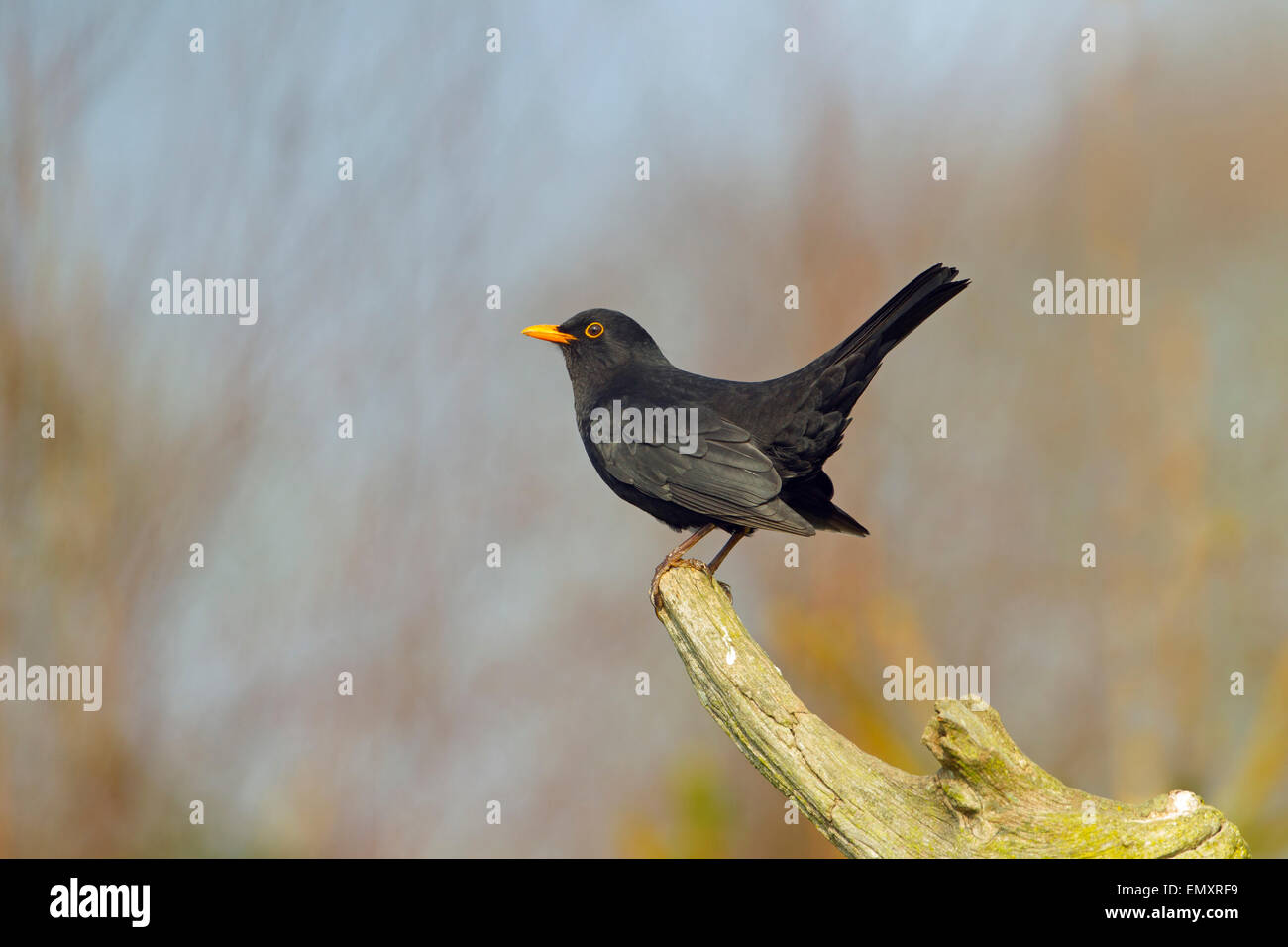 Turdus merula Blackbird homme perché dans auburn Banque D'Images