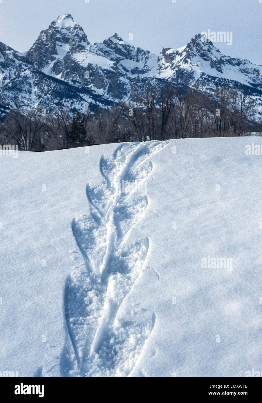 Les pistes d'un visiteur d'hiver / ancienne à pans de bois raquettes laisser un témoin dans la neige immaculée à Grand Teton National Park dans le Wyoming, USA. Raquettes en bois avec sangle en cuir brut ont été remplacés au cours des dernières années par les modèles modernes avec cadres en aluminium ou en plastique et en nylon ou en néoprène sangle. Banque D'Images Les pistes d'un visiteur d'hiver / ancienne à pans de bois raquettes laisser un témoin dans la neige immaculée à Grand Teton National Park dans le Wyoming, USA. Raquettes en bois avec sangle en cuir brut ont été remplacés au cours des dernières années par les modèles modernes avec cadres en aluminium ou en plastique et en nylon ou en néoprène sangle. Banque D'Images