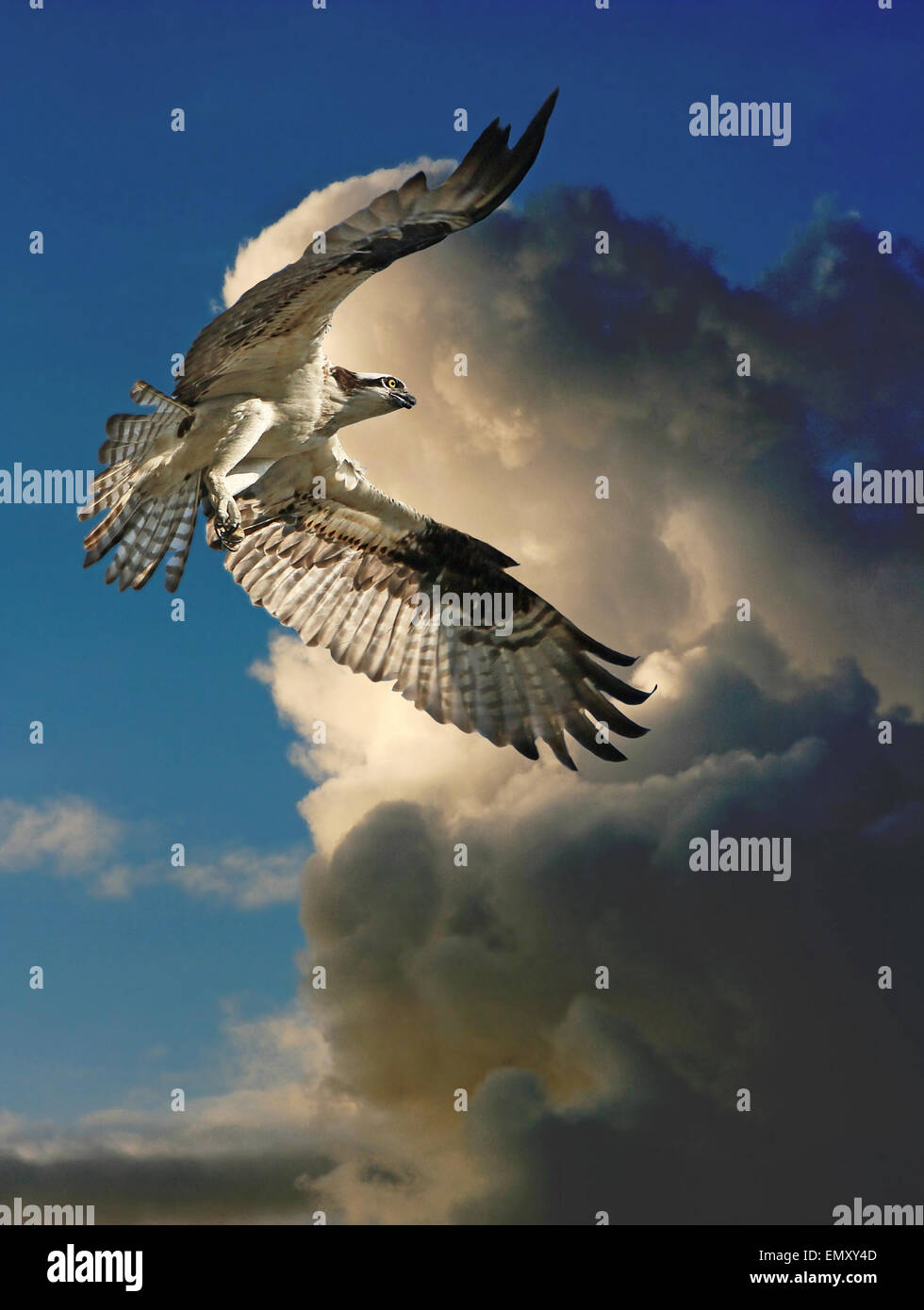 Un balbuzard pêcheur vole dans les nuages de son nid. Banque D'Images