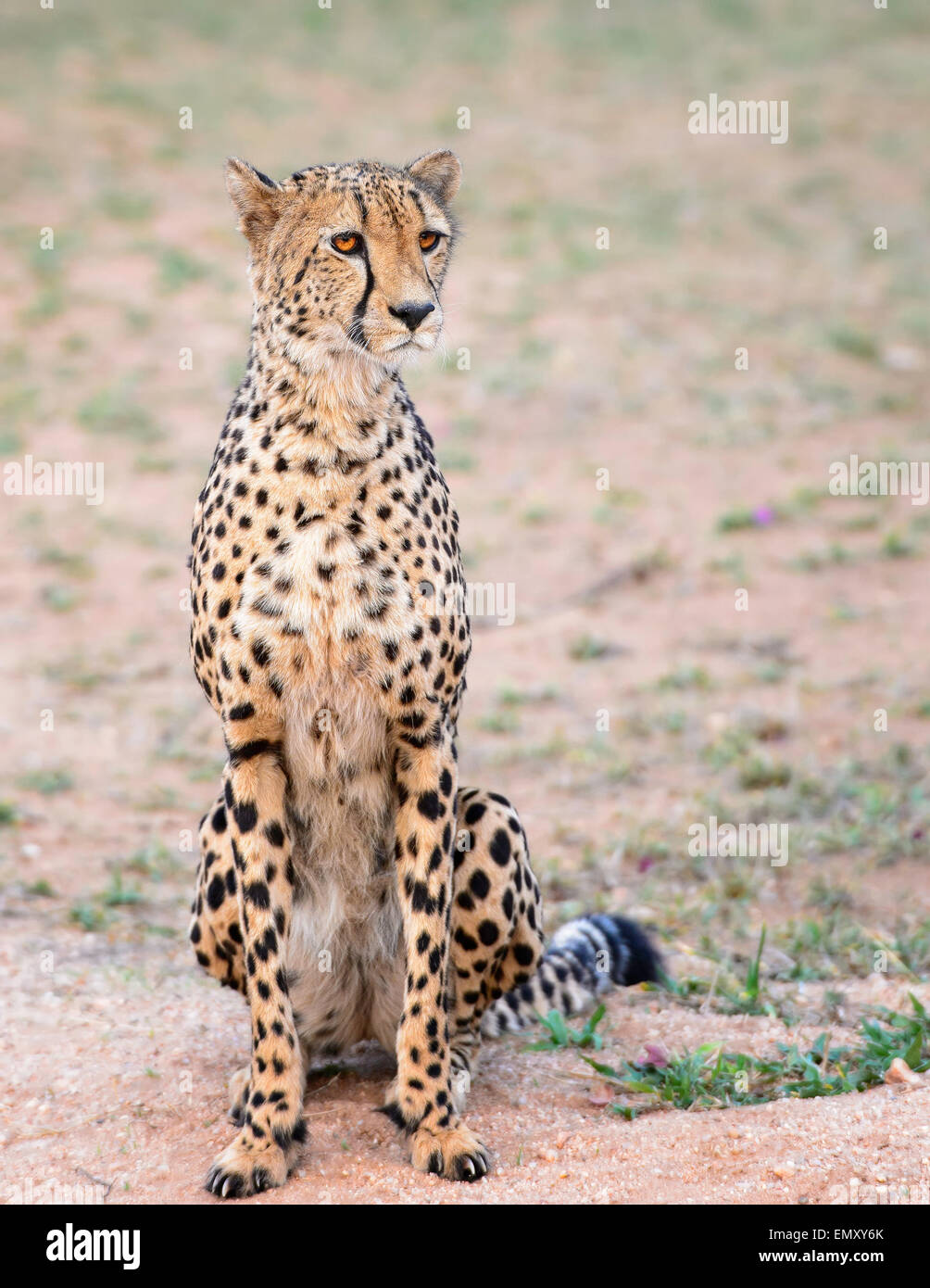 Femelle guépard Banque D'Images