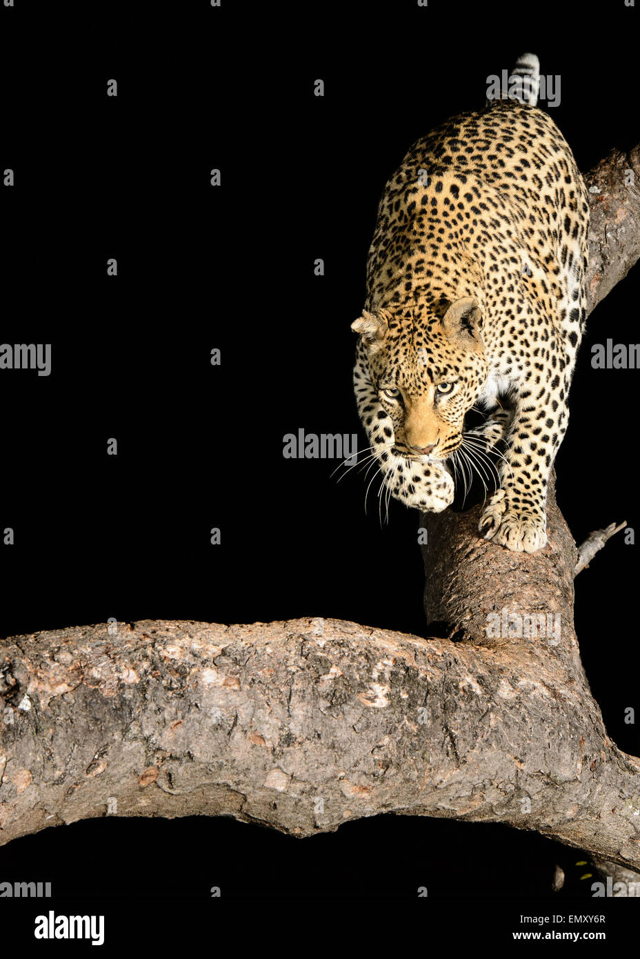 Leopard, la nuit, l'arbre Banque D'Images