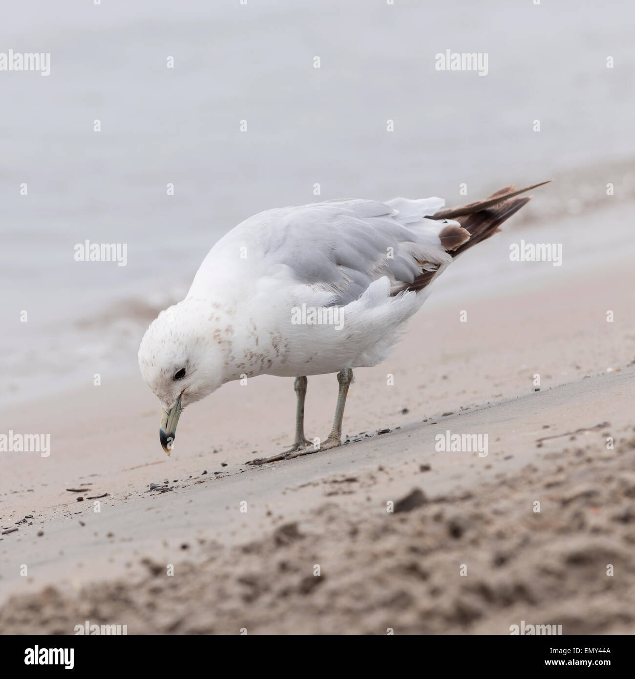 Seagull close up debout sur la plage de sable près de l'eau, brouillard format carré Banque D'Images