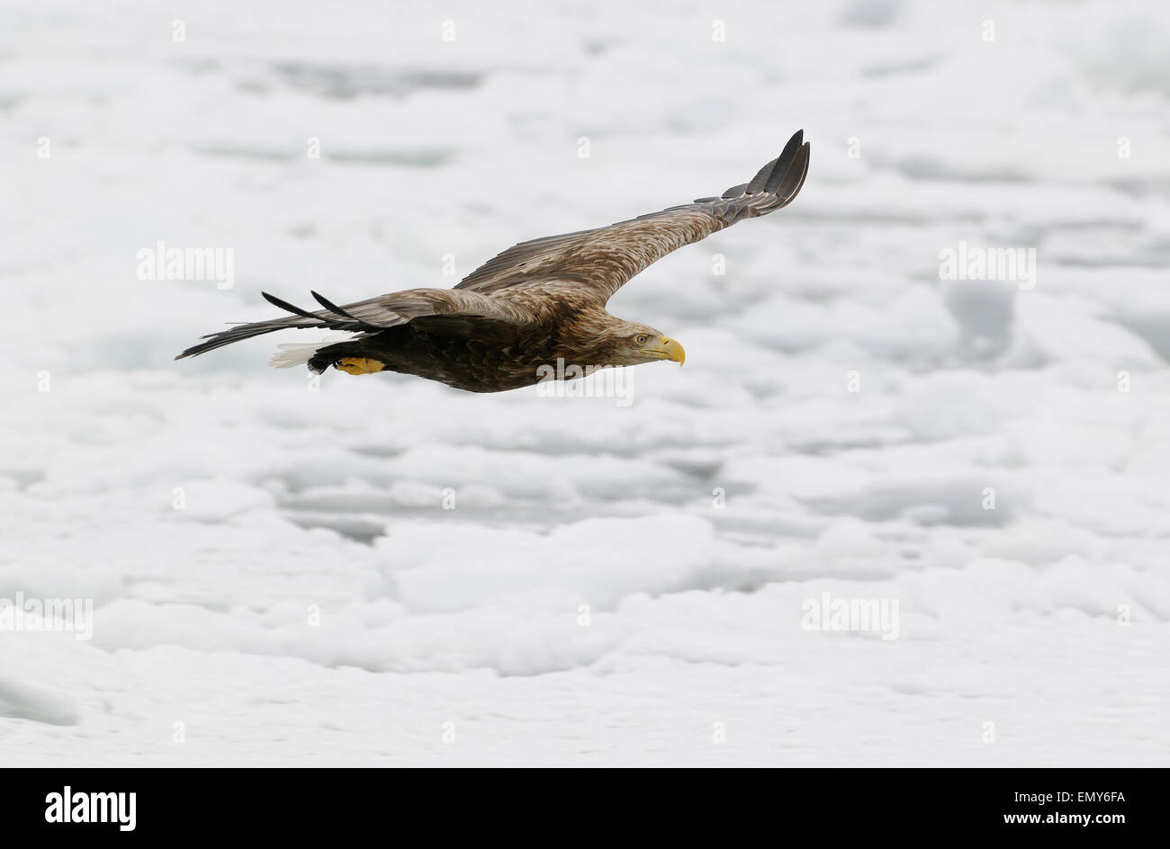 Pygargue à queue blanche volant au-dessus de la glace du détroit de Nemuro dérive à quelques milles au nord-est de Hokkaido, Japon. Banque D'Images