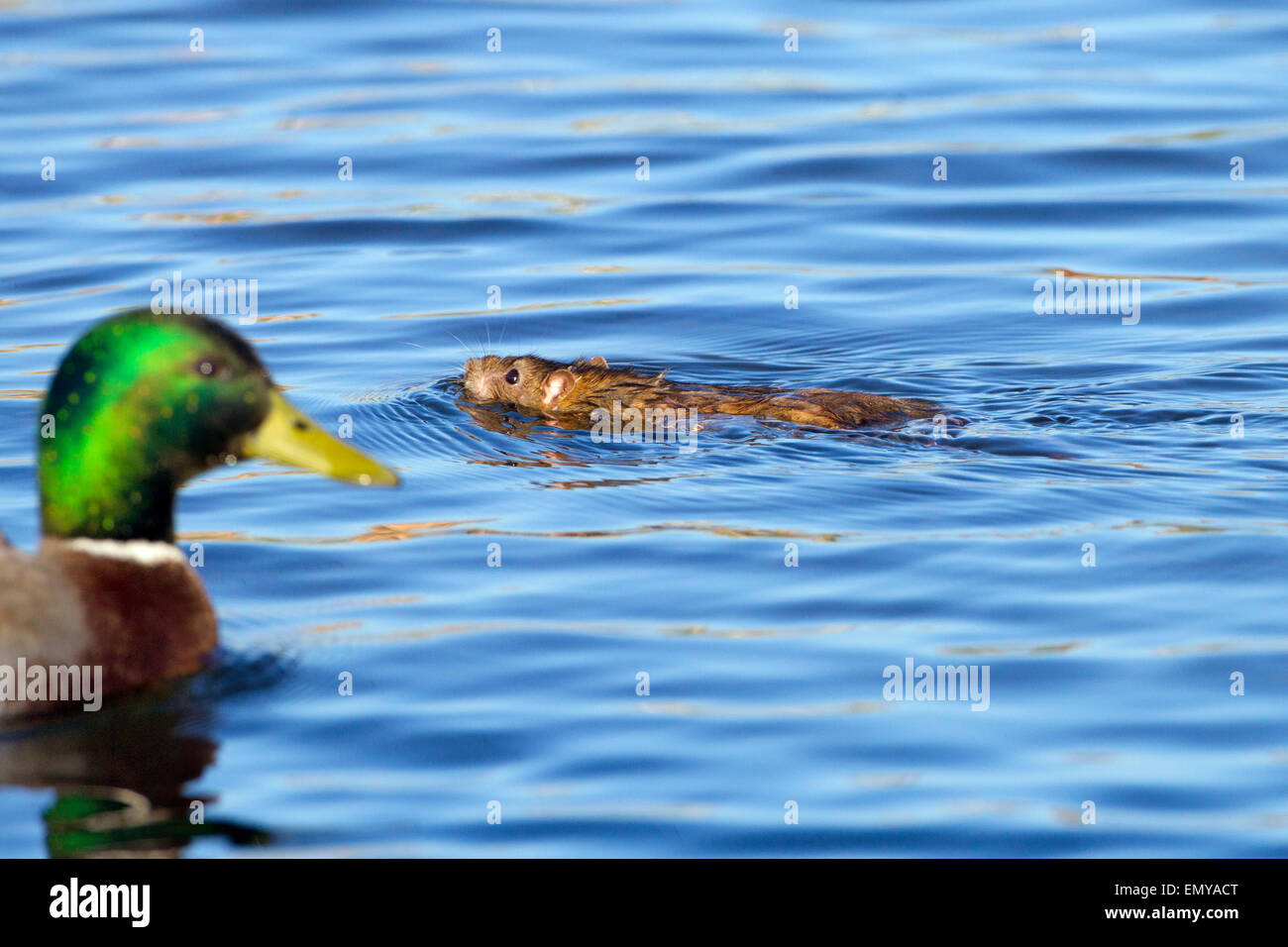 Rat brun Rattus norvegicus se nourrissant au bord d'un étang de canard mangeant des morceaux nourris aux canards Norfolk UK Banque D'Images